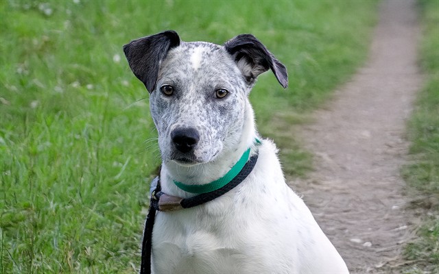 Speckles - Female - German Shorthaired Pointer-Pit Bull