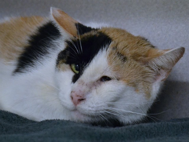 Genevieve - Female - Domestic SH