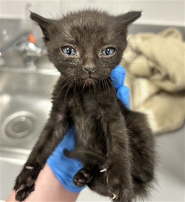 Willow - Female - Domestic SH