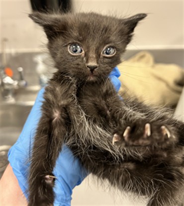 Cosmo - Male - Domestic SH