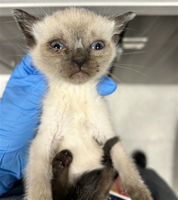 Skye - Female - Domestic SH
