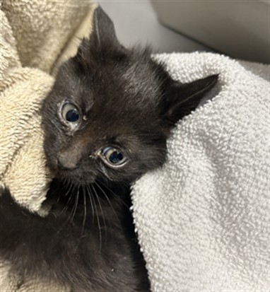 Peach - Female - Domestic SH