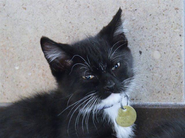 Pike - Male - Domestic SH