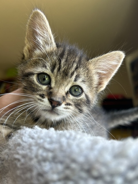 Kipper - Male - Domestic SH