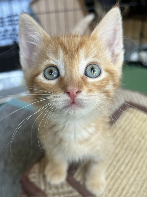 Frankie - Male - Domestic SH