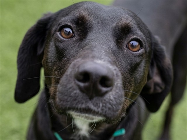 Gwendolyn - Female - Labrador Retriever-Mix