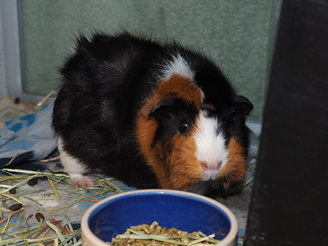 Fig - Female - Guinea Pig
