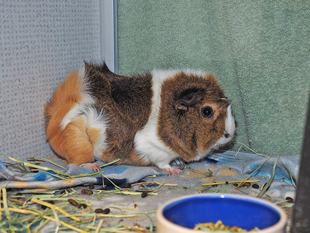 Bean - Female - Guinea Pig