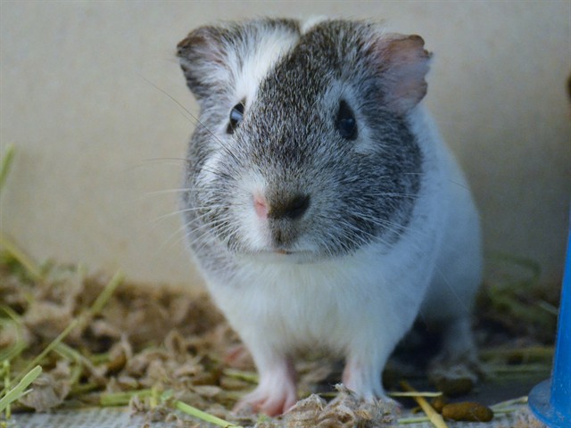 Barry - Male - Guinea Pig