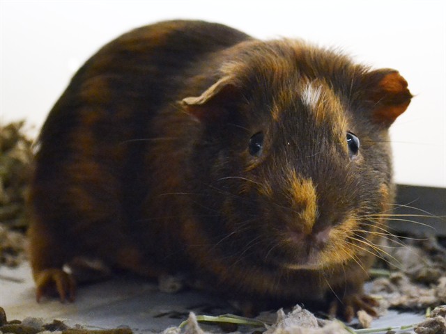 Spruce - Male - Guinea Pig