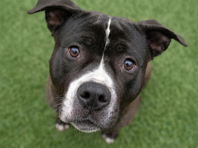 Guy Smiley - Male - Pit Bull-American Bulldog