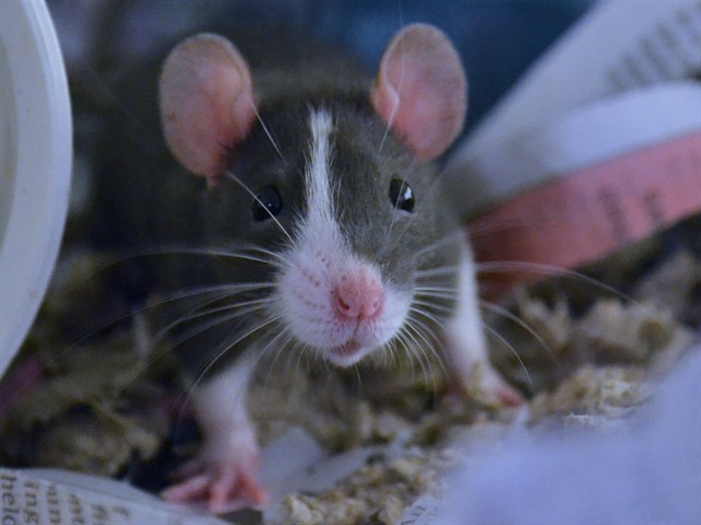 Jake - Male - Rat