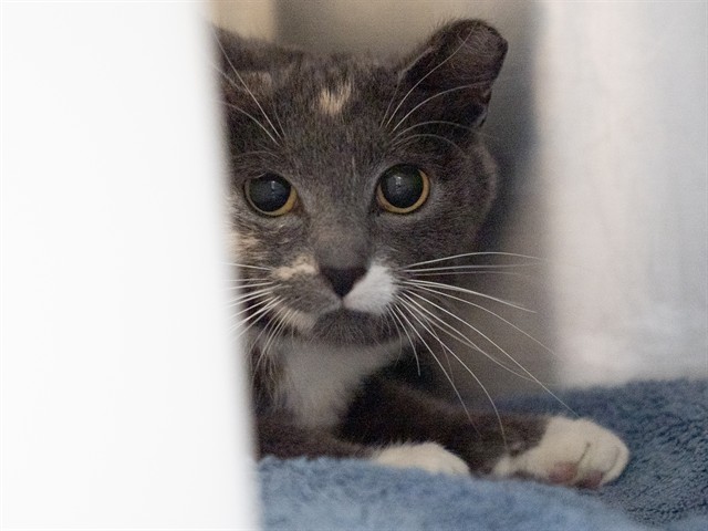 Eileen - Female - Domestic SH