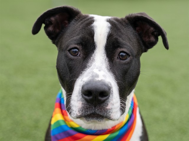Mr Snuffleupagus - Male - Pit Bull