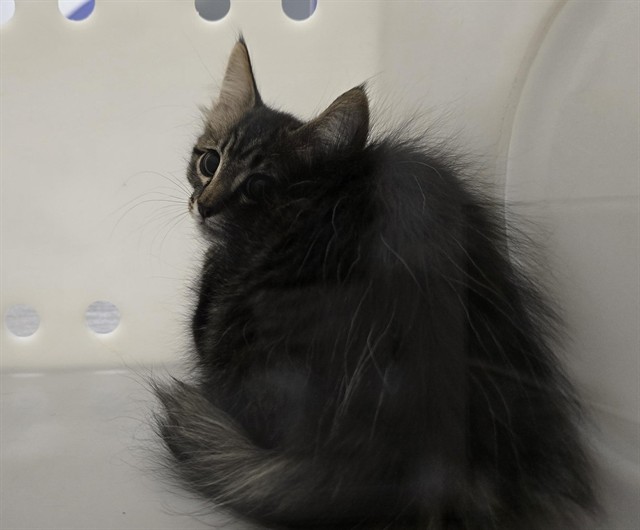 Raspberry - Unknown - Domestic LH