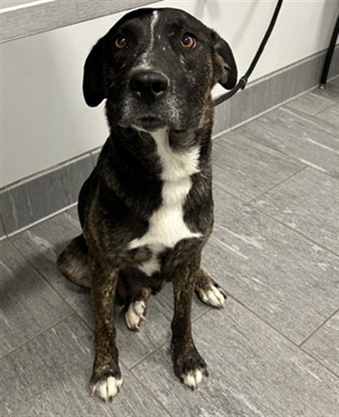 Zoey - Female - Pit Bull
