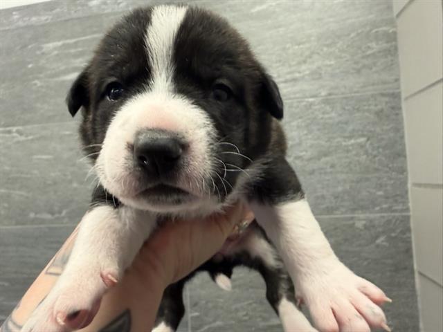 Zuri - Female - Pit Bull