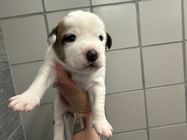 Zen - Male - Pit Bull