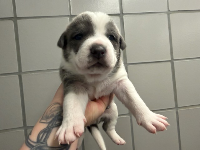 Ziva - Female - Pit Bull