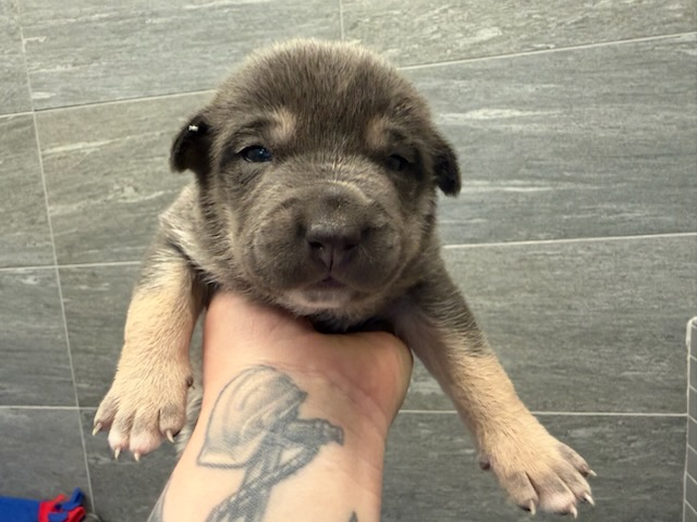 Zofia - Female - Pit Bull