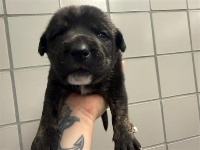 Zena - Female - Pit Bull