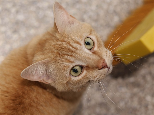 Baby - Male - Domestic SH