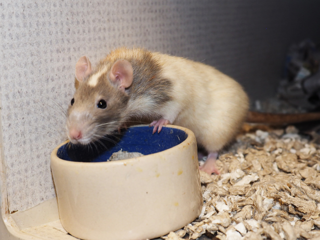 Einstein - Female - Rat
