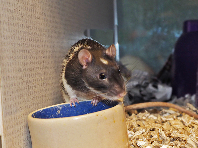 Mika - Female - Rat