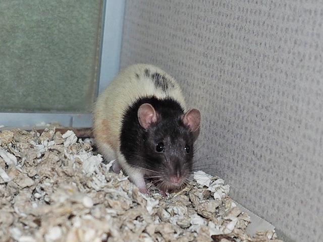 Matilda - Female - Rat
