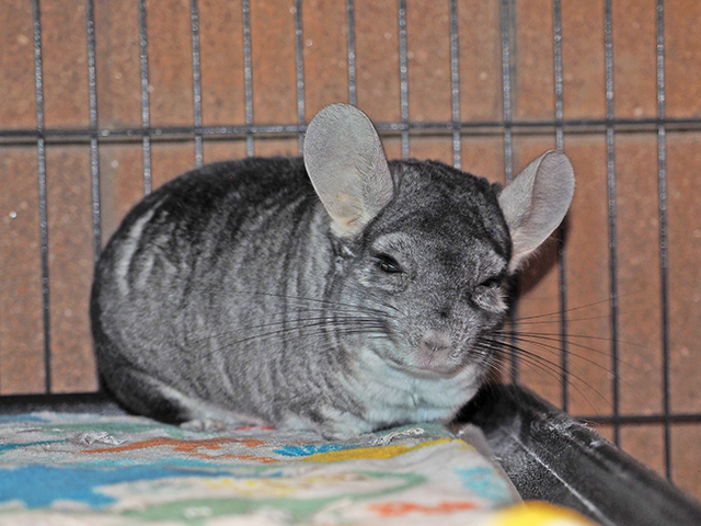 Mr - Male - Chinchilla