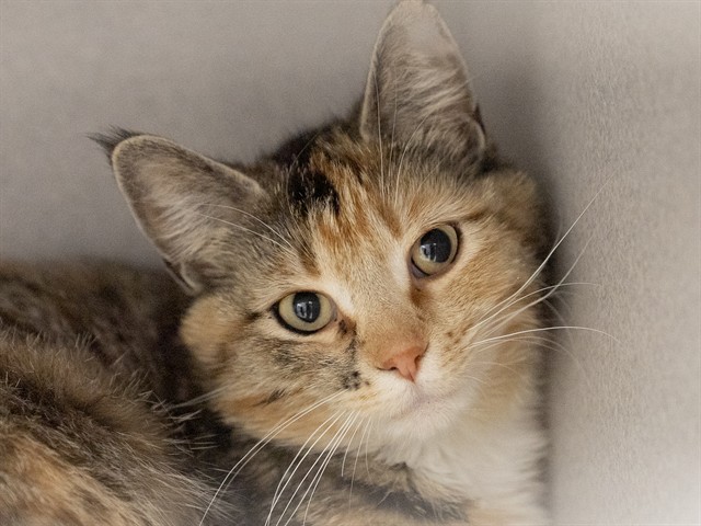 Ginny - Female - Domestic SH