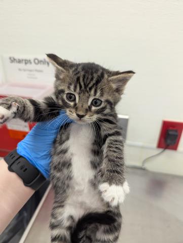 Telley - Male - Domestic SH