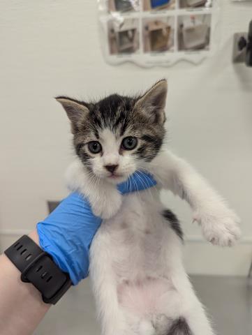 Marky - Male - Domestic SH