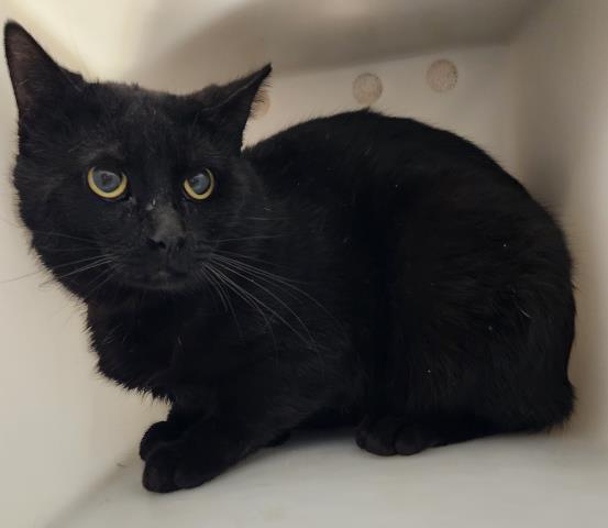 Bennett - Male - Domestic LH