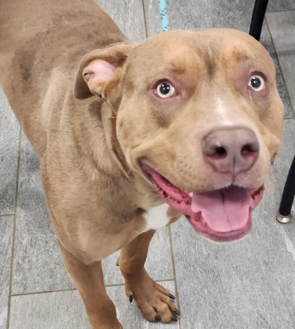 Gordon - Male - Pit Bull-Mix