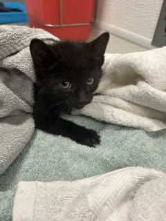 Sprite - Female - Domestic SH