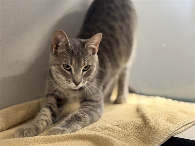 Archie - Male - Domestic SH