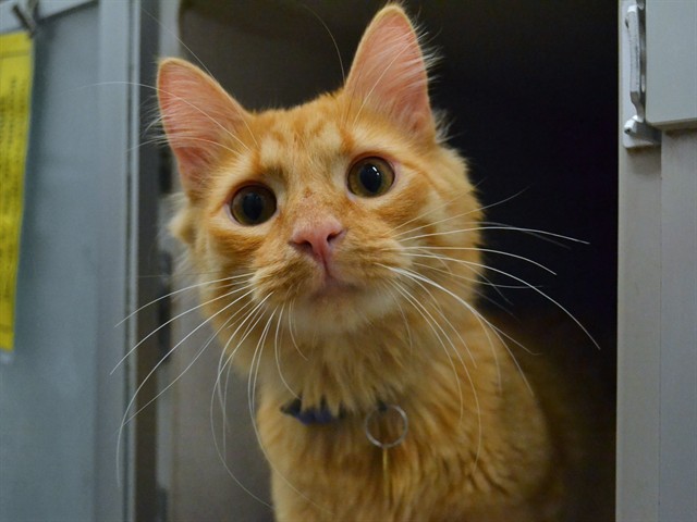 Ned - Male - Domestic MH