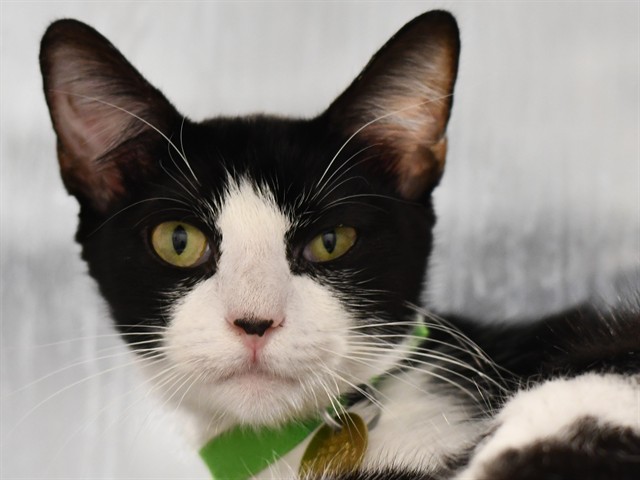 Sadie - Female - Domestic SH