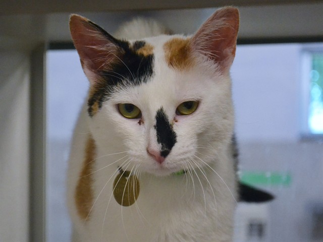 Wilma - Female - Domestic SH