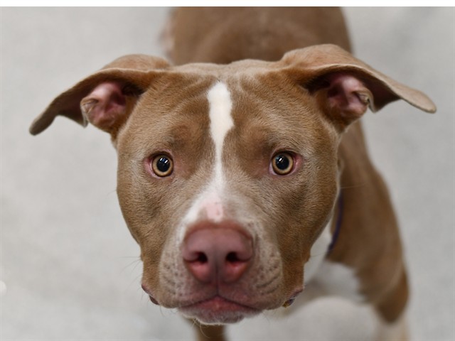 Orion - Male - Pit Bull