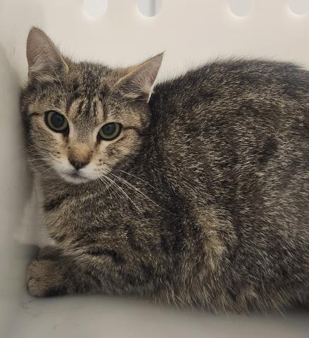 Pebble - Female - Domestic SH