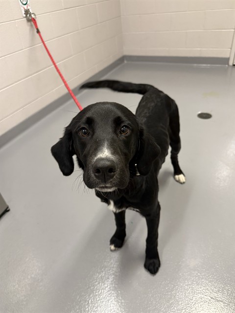  - Female - Labrador Retriever-Mix