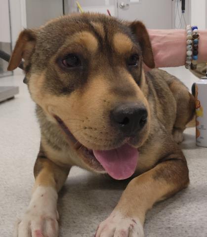 Penelope - Female - Chinese Sharpei-Mix