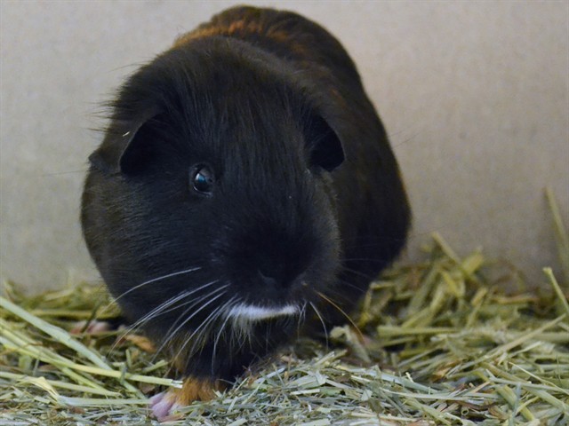 Brownie - Male - Guinea Pig