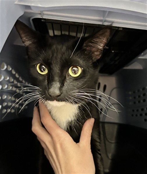 Lucky - Male - Domestic SH