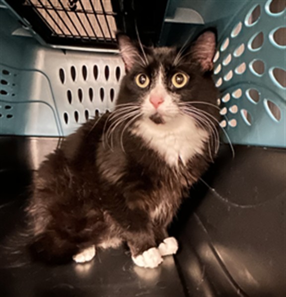 Coco - Female - Domestic SH