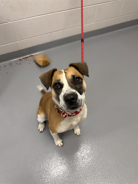 Rum - Female - Beagle-Mix