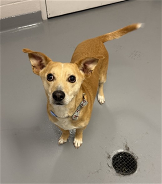 Austin - Male - Standard Dachshund-Mix