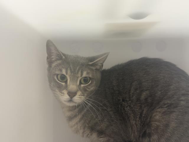  - Female - Domestic SH